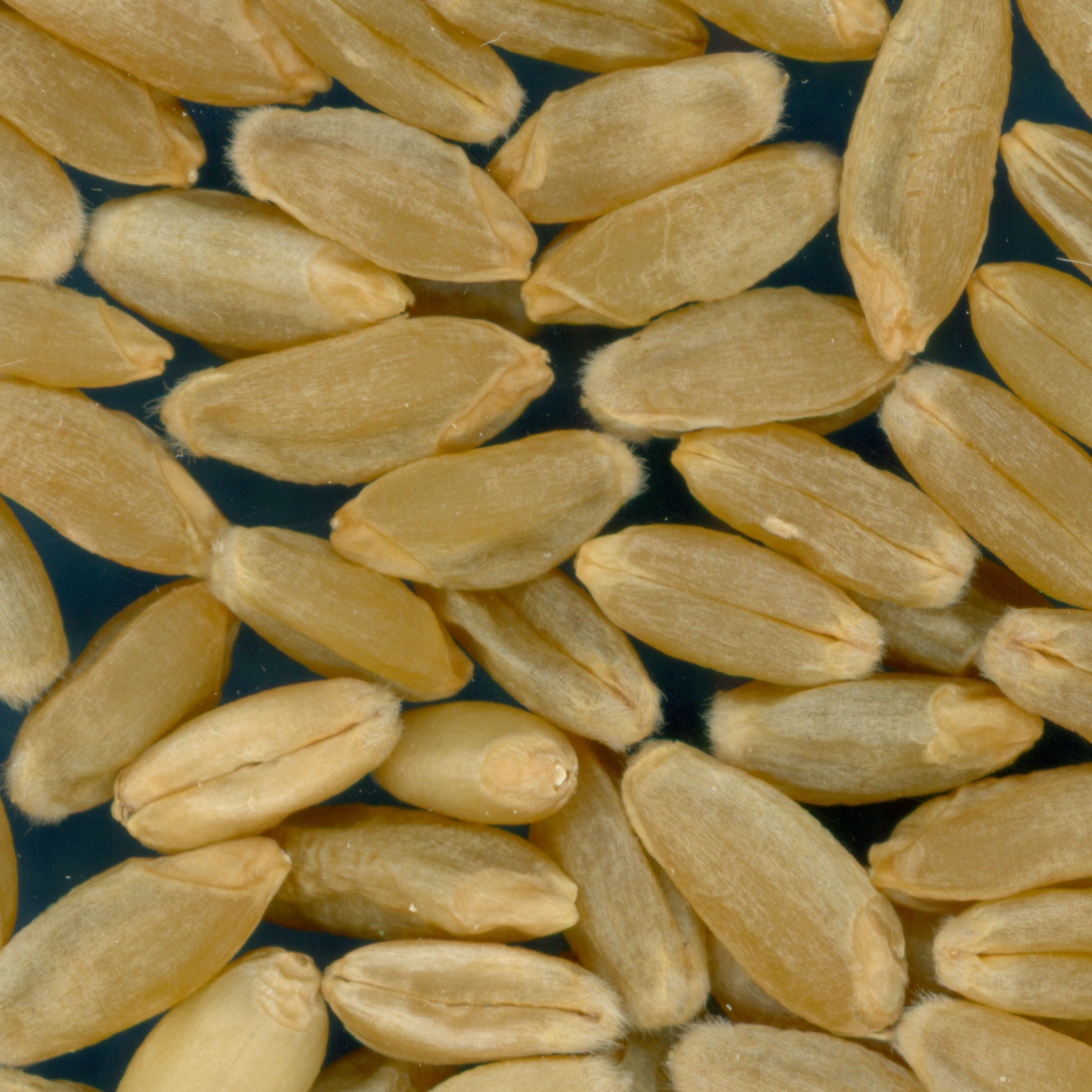 Click for 2 image(s) for this accession. KERNELS